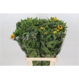 HELIANTHUS VINCENT CHOICE