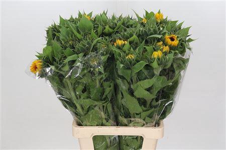<h4>HELIANTHUS VINCENT CHOICE</h4>