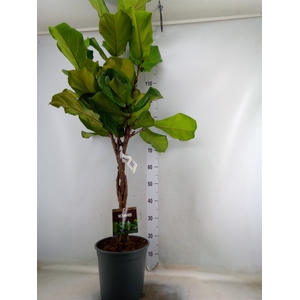 Ficus lyrata