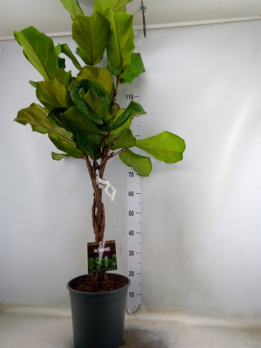 <h4>Ficus lyrata</h4>