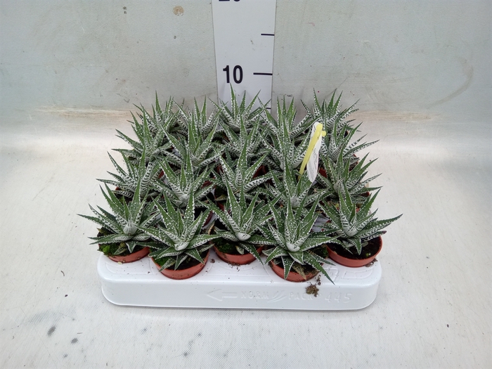 <h4>Haworthia fasciala 'Alba'</h4>