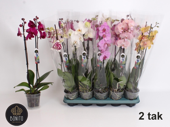 <h4>PHAL GEM 5 KL</h4>