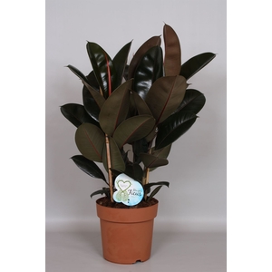 Ficus elastica 'Abidjan'
