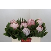 Protea Cynaroides
