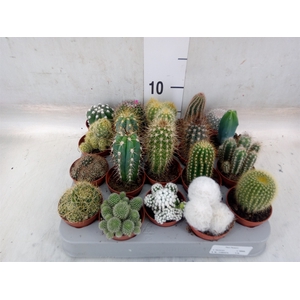 Cactus   ...mix
