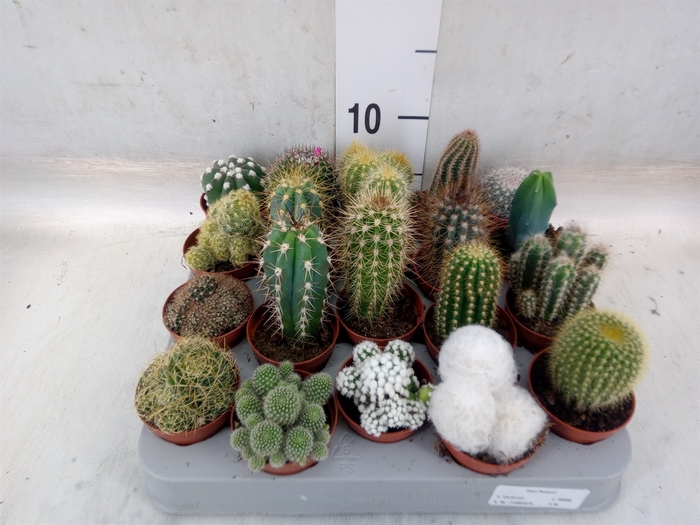 <h4>Cactus   ...mix</h4>