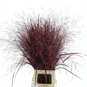 Siergras Klb Dark Cerise / Paars Rood