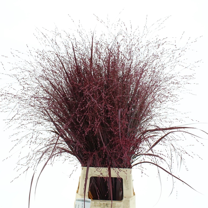 <h4>Siergras Klb Dark Cerise / Paars Rood</h4>