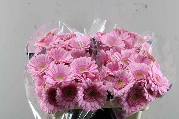 <h4>Ge Mi Kimsey (rose) 'los</h4>