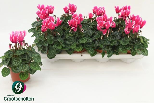 <h4>CYCL KL SUP FUJI</h4>