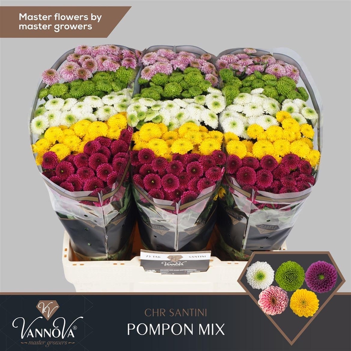 Chr S Pompon Gem Bs X5