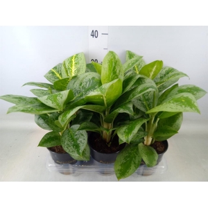 Aglaonema  'Lemon Mint'