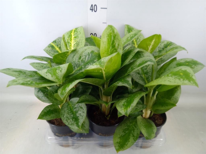 <h4>Aglaonema  'Lemon Mint'</h4>