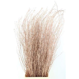 BETULA BS KLB H%