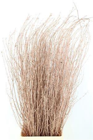 <h4>BETULA BS KLB H%</h4>
