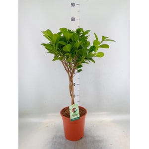 Ficus microcarpa 'Moclame'