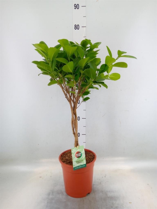 <h4>Ficus microcarpa 'Moclame'</h4>