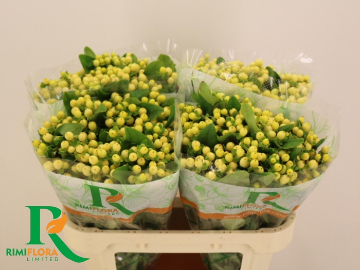 <h4>HYP MAG ROYAL CREAM</h4>