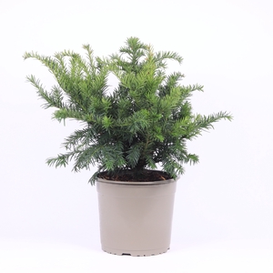 Taxus Baccata Repandens