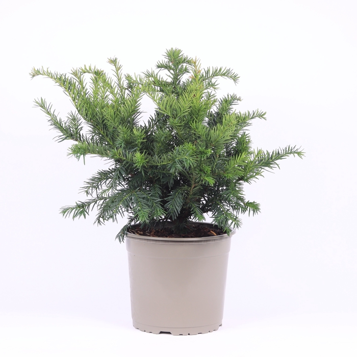 <h4>Taxus Baccata Repandens</h4>