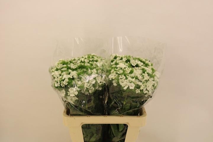 <h4>DI BARB DUKE BRE</h4>