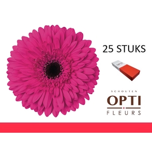 GE GR MADEIRA-Doosx25