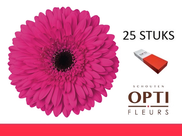 <h4>GE GR MADEIRA-Doosx25</h4>