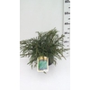 Juniperus communis Repanda