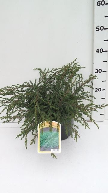 Juniperus communis Repanda
