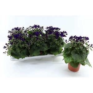 Pericallis Mandala Purple