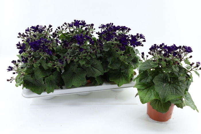 <h4>Pericallis Mandala Purple</h4>