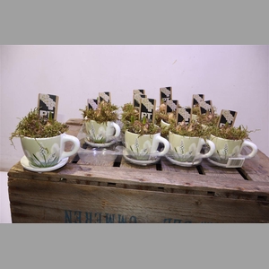 Arr Muscari Wit In Kop & Schotel Keramiek