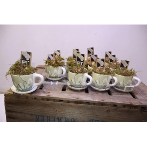 arr8 Arr Muscari Wit In Kop & Schotel Keramiek