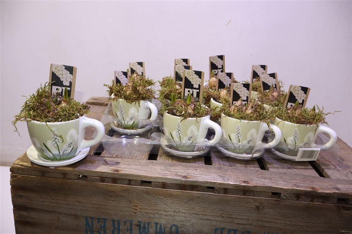 <h4>Arr Muscari Wit In Kop & Schotel Keramiek</h4>