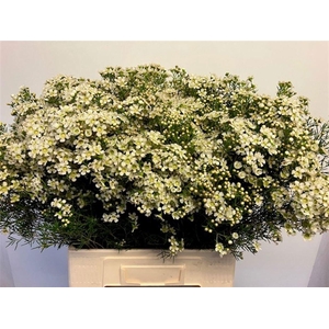 CHAME UN JUPITE MOON