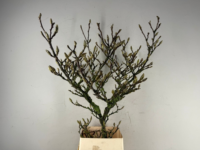 MAGNOLIA GRILLIG 130CM