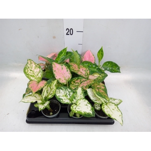 Aglaonema   ...