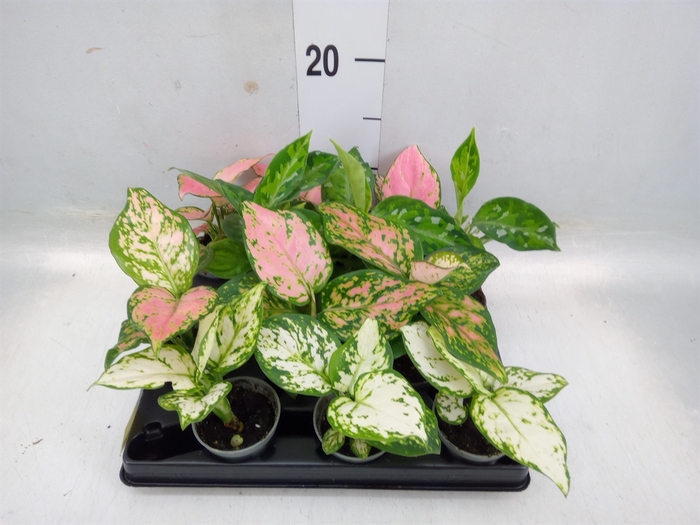 <h4>Aglaonema   ...</h4>