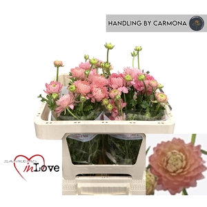 RAN N MODERN RIVIERA