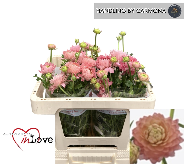 <h4>RAN N MODERN RIVIERA</h4>