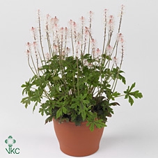 Tiarella  'Spring Symphony'