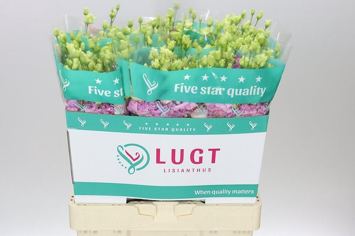 <h4>Eust Du Julius Grape</h4>