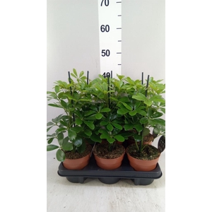 Schefflera arbor. 'Nora'