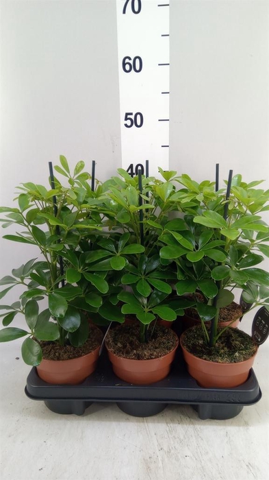 <h4>Schefflera arbor. 'Nora'</h4>