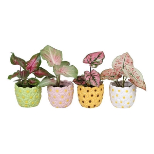CALADIUM MIX P6 L 66578
