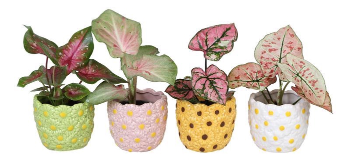 <h4>CALADIUM MIX P6 L 66578</h4>
