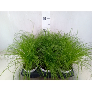 Cyperus alternifolius 'Zumula'