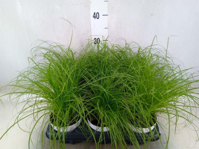 <h4>Cyperus alternifolius 'Zumula'</h4>