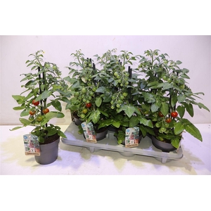Tomatenplanten
