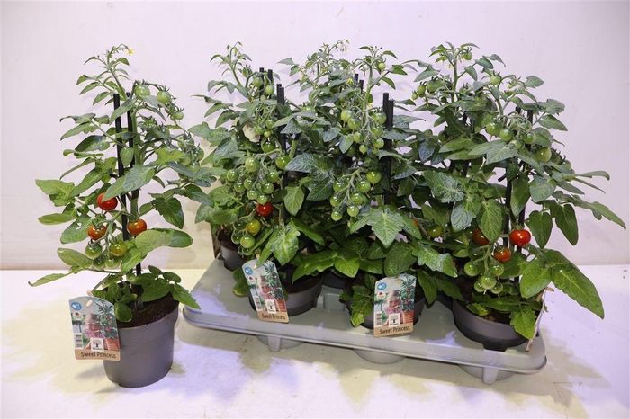 <h4>arr8 Tomatenplanten</h4>